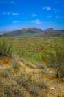 Saguaro cactus and other plants suited for extremely dry conditions typify the Sonoran desert. Art Print
